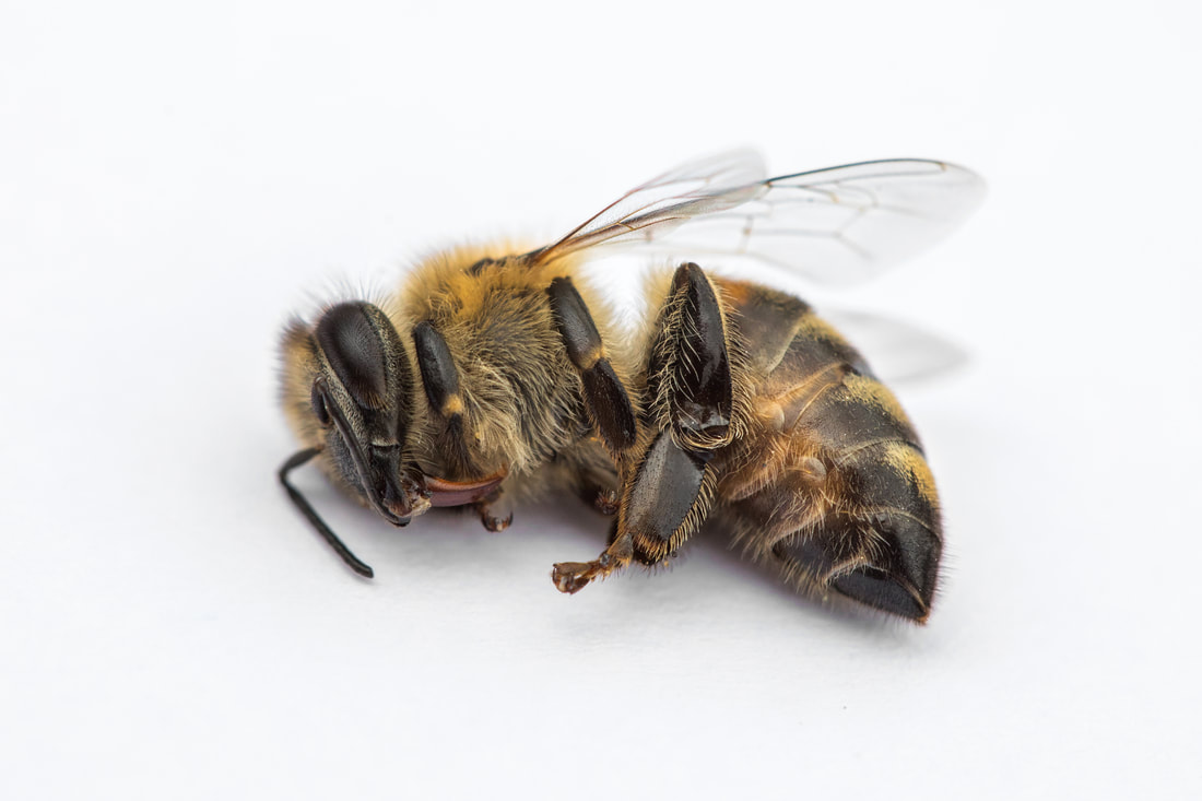 Dead Bee 2