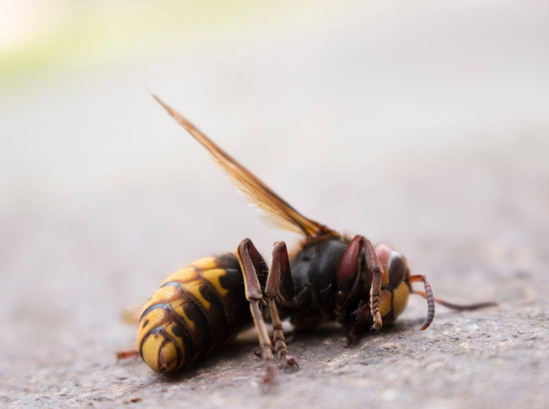 Dead Queen Bee